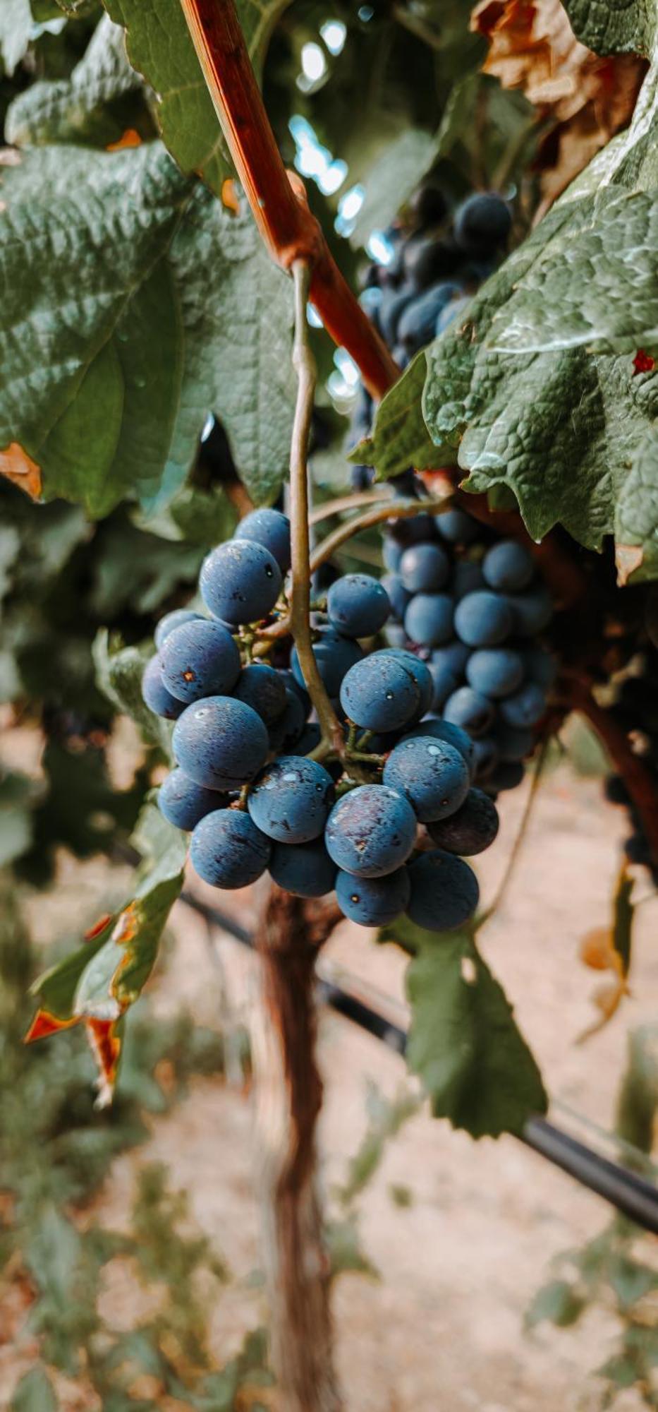 סנטה מריה דל קאמי Finca Es Cabas מראה חיצוני תמונה