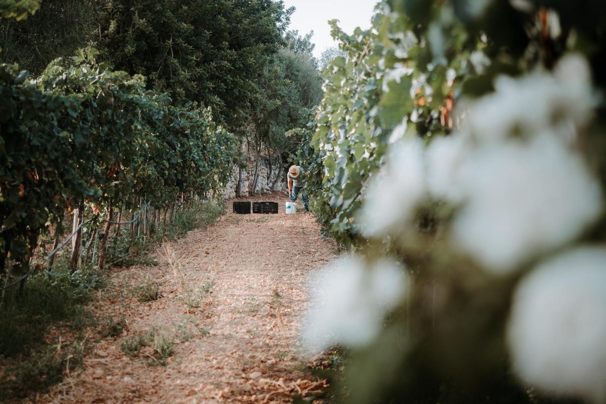 סנטה מריה דל קאמי Finca Es Cabas מראה חיצוני תמונה