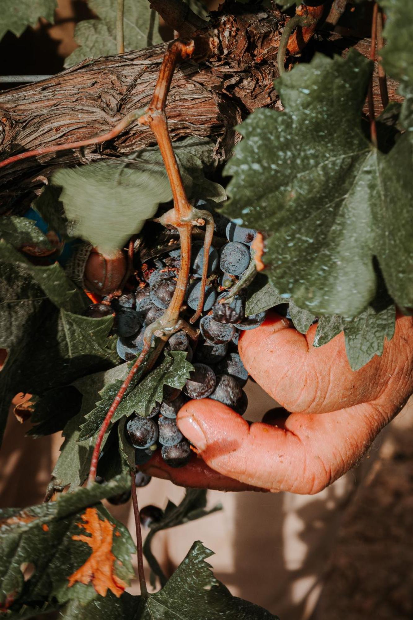 סנטה מריה דל קאמי Finca Es Cabas מראה חיצוני תמונה